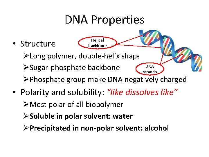 DNA Properties • Structure Helical backbone ØLong polymer, double-helix shaped DNA ØSugar-phosphate backbone strands