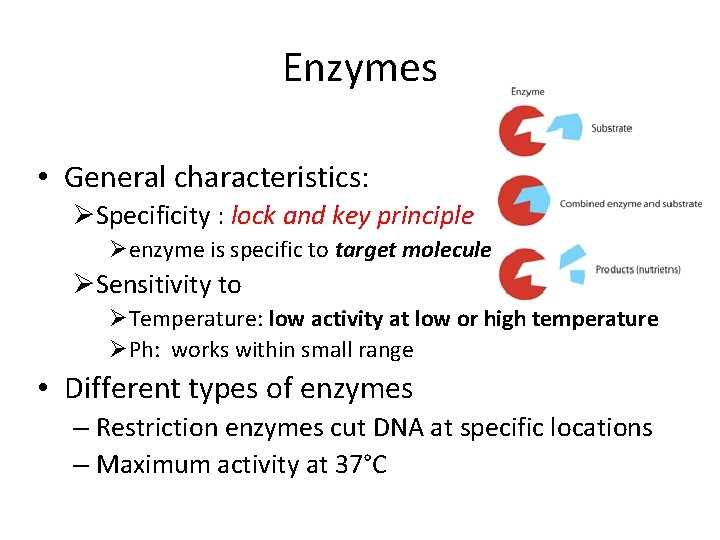 Enzymes • General characteristics: ØSpecificity : lock and key principle Øenzyme is specific to