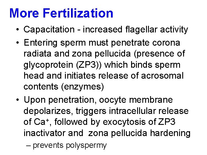 More Fertilization • Capacitation - increased flagellar activity • Entering sperm must penetrate corona