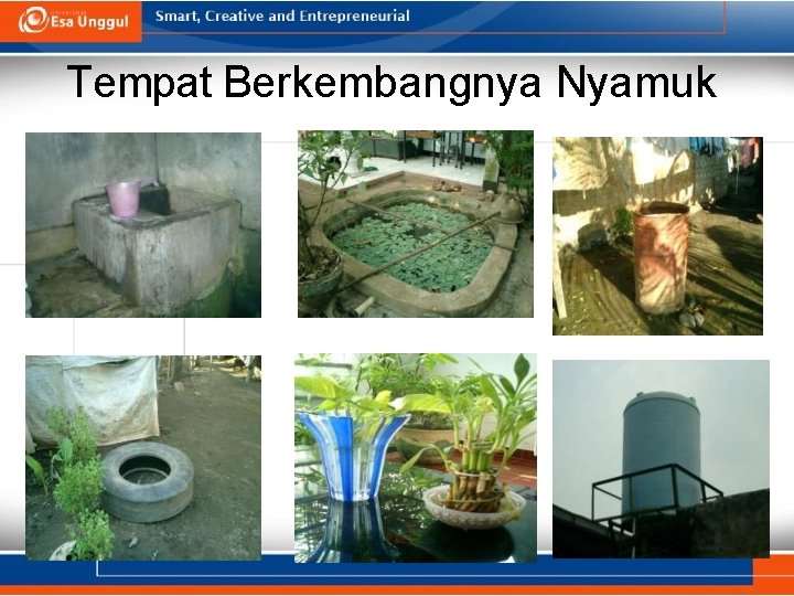 Tempat Berkembangnya Nyamuk 