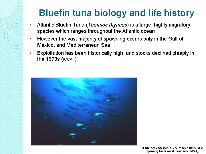 Bluefin tuna biology and life history • Atlantic Bluefin Tuna (Thunnus thynnus) is a