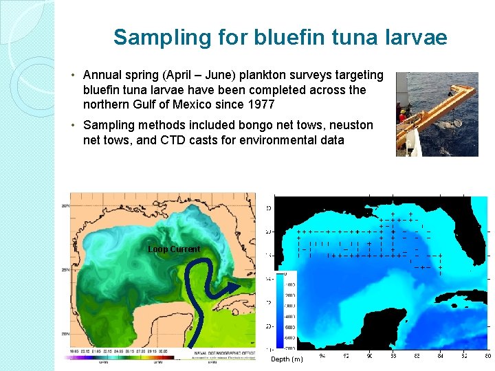 Sampling for bluefin tuna larvae • Annual spring (April – June) plankton surveys targeting