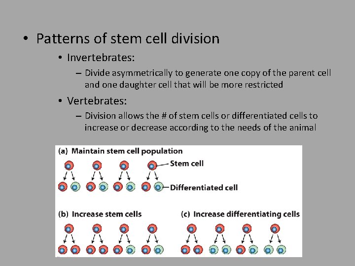  • Patterns of stem cell division • Invertebrates: – Divide asymmetrically to generate