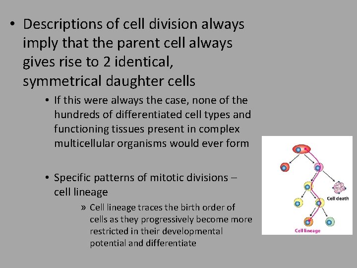  • Descriptions of cell division always imply that the parent cell always gives