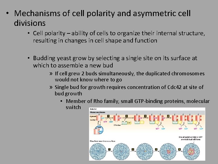  • Mechanisms of cell polarity and asymmetric cell divisions • Cell polarity –