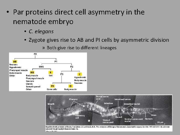  • Par proteins direct cell asymmetry in the nematode embryo • C. elegans