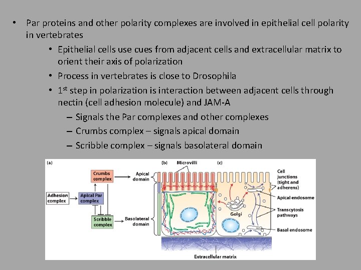  • Par proteins and other polarity complexes are involved in epithelial cell polarity