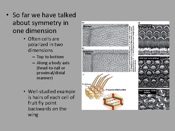  • So far we have talked about symmetry in one dimension • Often