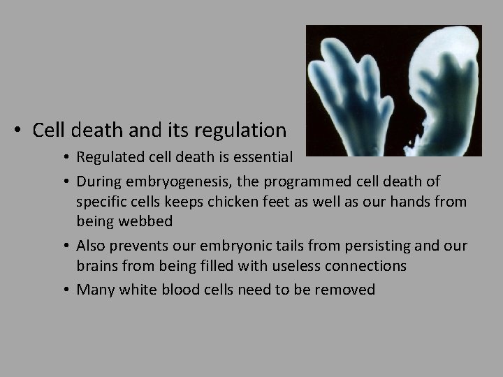  • Cell death and its regulation • Regulated cell death is essential •