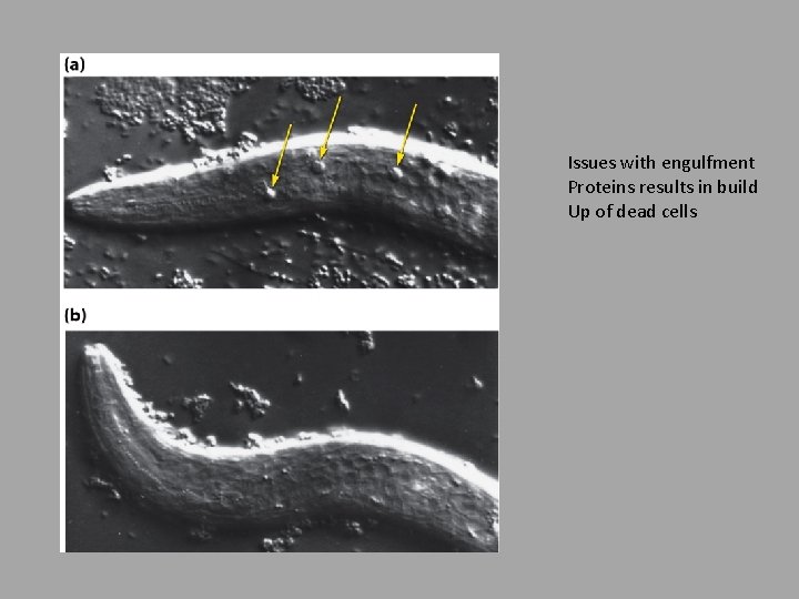 Issues with engulfment Proteins results in build Up of dead cells 