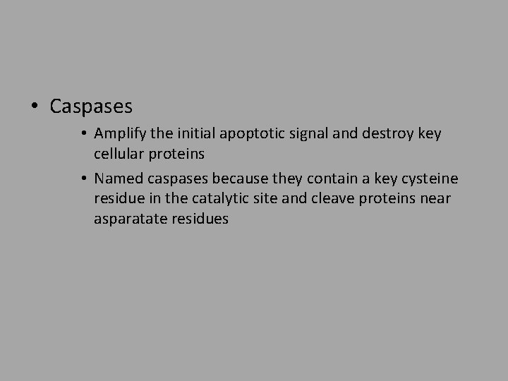  • Caspases • Amplify the initial apoptotic signal and destroy key cellular proteins