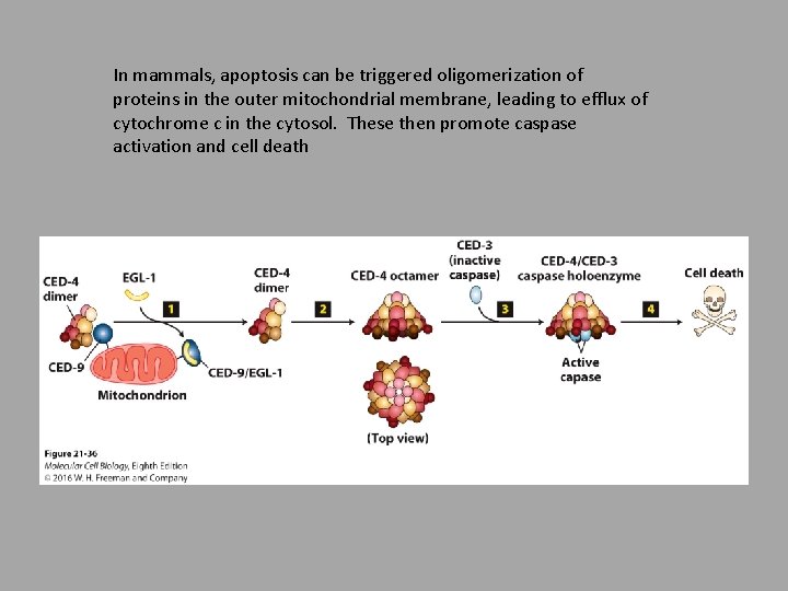 In mammals, apoptosis can be triggered oligomerization of proteins in the outer mitochondrial membrane,