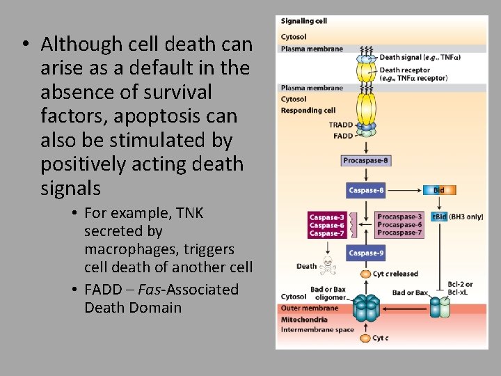  • Although cell death can arise as a default in the absence of