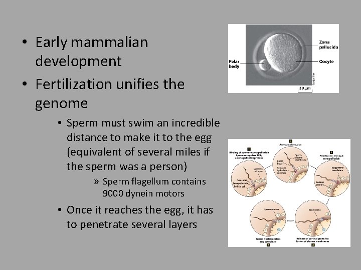  • Early mammalian development • Fertilization unifies the genome • Sperm must swim