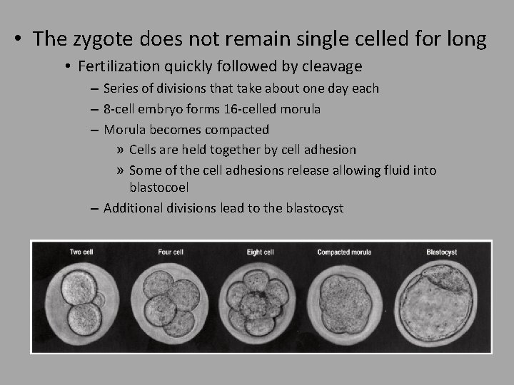  • The zygote does not remain single celled for long • Fertilization quickly