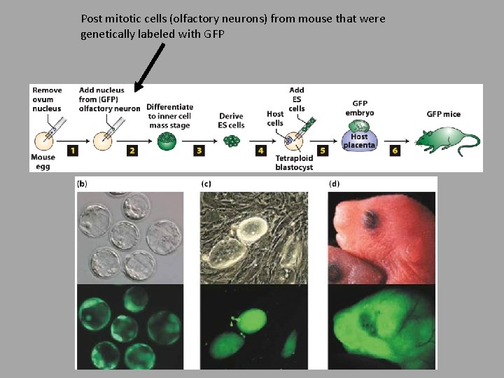 Post mitotic cells (olfactory neurons) from mouse that were genetically labeled with GFP 