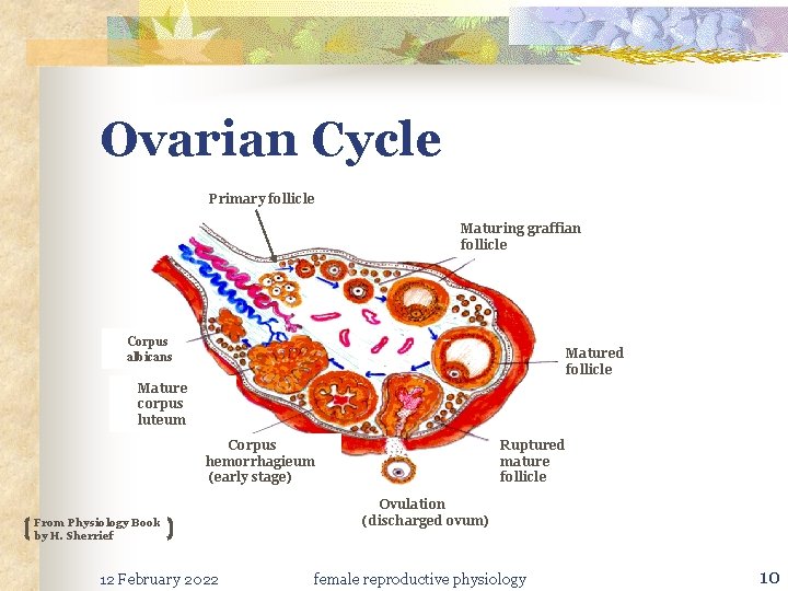 Ovarian Cycle Primary follicle Maturing graffian follicle Corpus albicans Matured follicle Mature corpus luteum