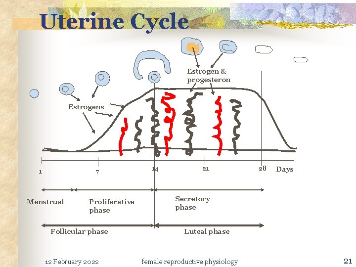 Uterine Cycle Estrogen & progesteron Estrogens 1 7 Menstrual Proliferative phase Follicular phase 12