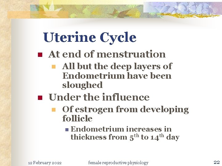 Uterine Cycle n At end of menstruation n n All but the deep layers