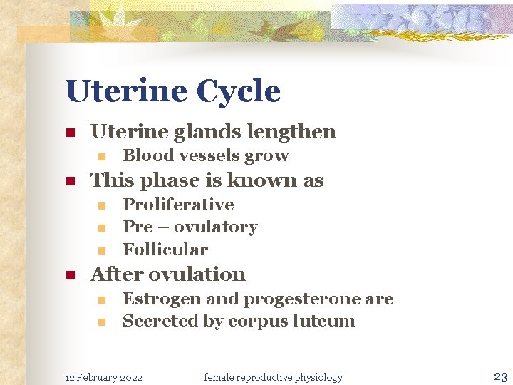 Uterine Cycle n Uterine glands lengthen n n This phase is known as n