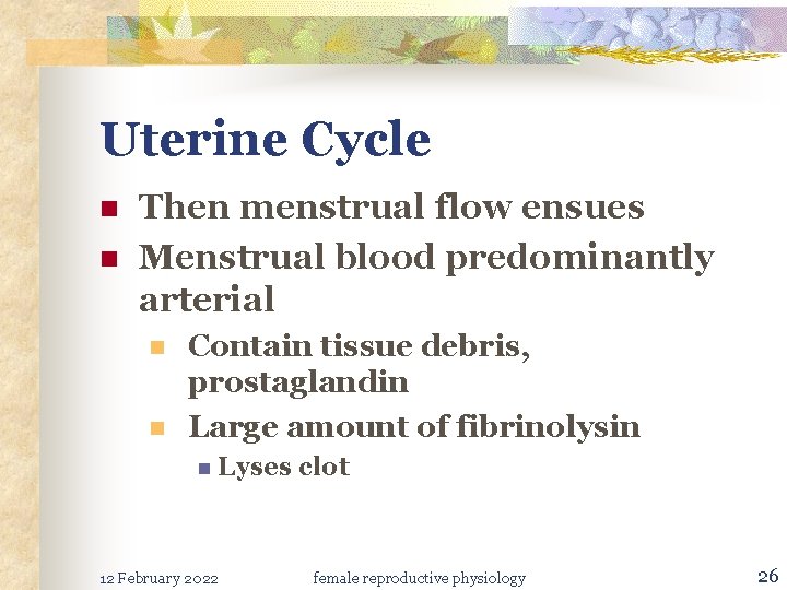 Uterine Cycle n n Then menstrual flow ensues Menstrual blood predominantly arterial n n
