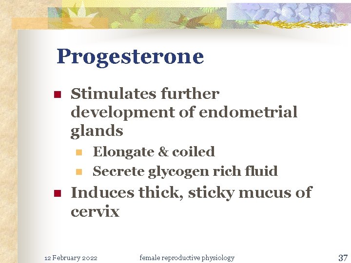 Progesterone n Stimulates further development of endometrial glands n n n Elongate & coiled