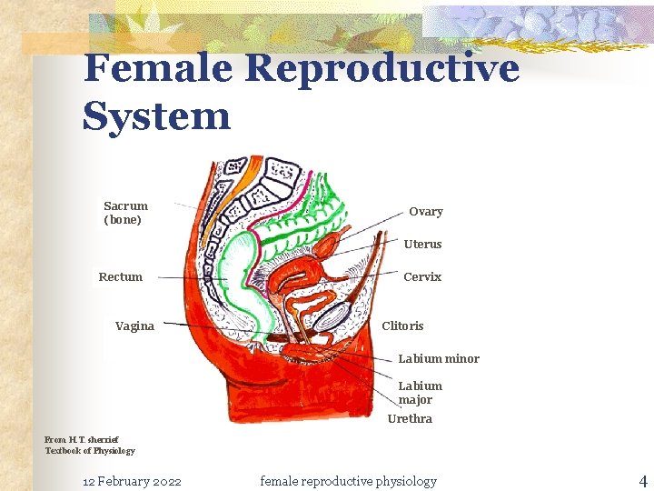 Female Reproductive System Sacrum (bone) Ovary Uterus Rectum Vagina Cervix Clitoris Labium minor Labium