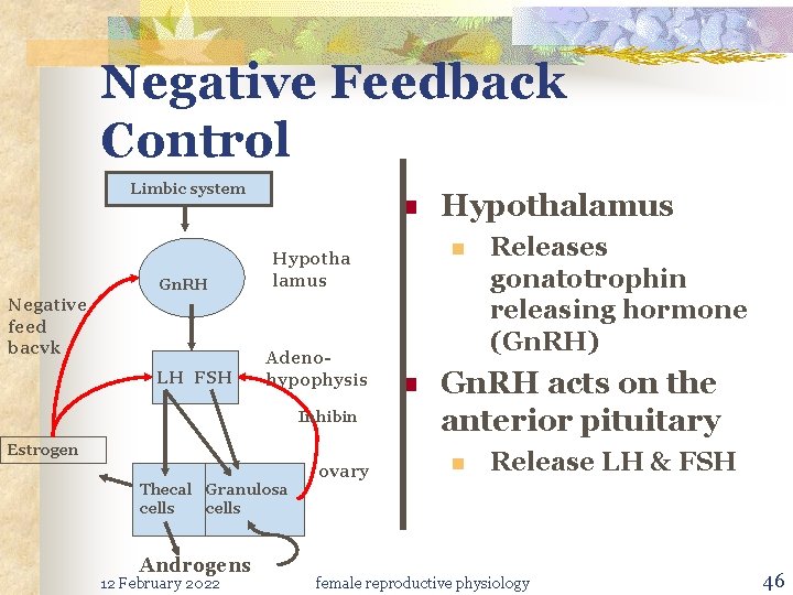 Negative Feedback Control Limbic system Gn. RH Negative feed bacvk LH FSH n Inhibin