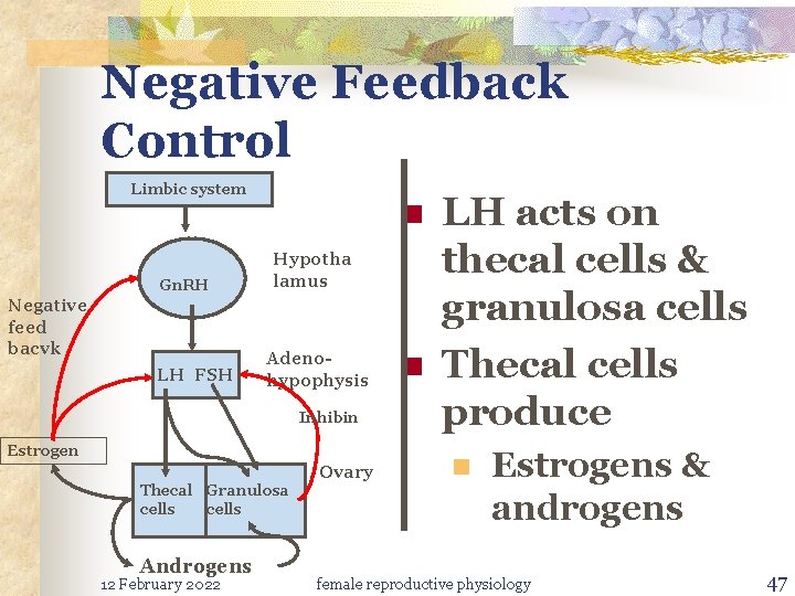 Negative Feedback Control Limbic system n Gn. RH Negative feed bacvk LH FSH Hypotha