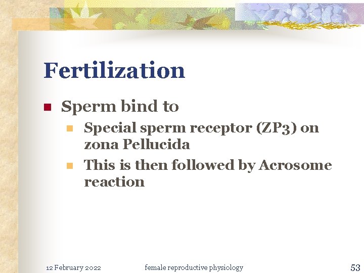 Fertilization n Sperm bind to n n Special sperm receptor (ZP 3) on zona