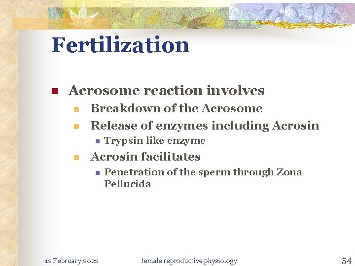 Fertilization n Acrosome reaction involves n n Breakdown of the Acrosome Release of enzymes