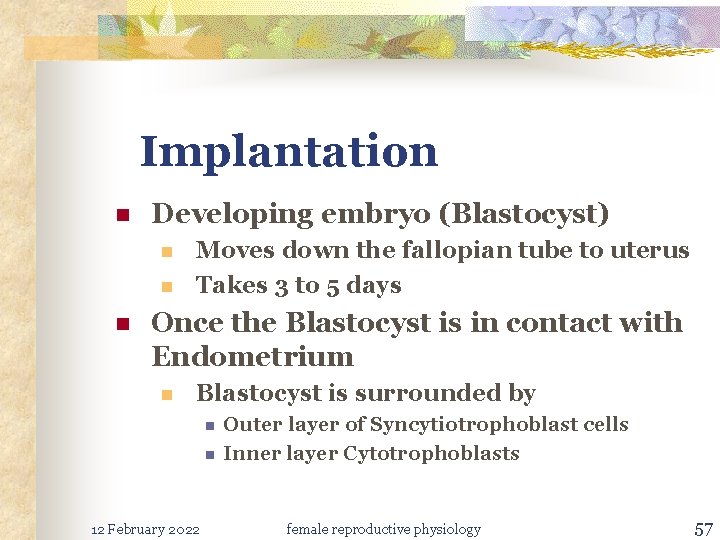 Implantation n Developing embryo (Blastocyst) n n n Moves down the fallopian tube to