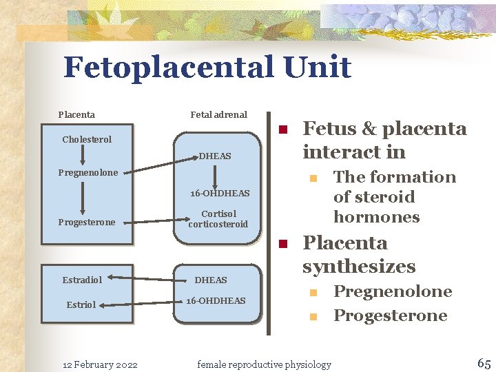 Fetoplacental Unit Placenta Fetal adrenal n Cholesterol DHEAS Pregnenolone Fetus & placenta interact in