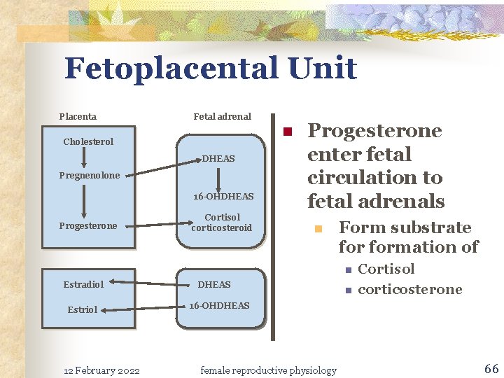 Fetoplacental Unit Placenta Fetal adrenal n Cholesterol DHEAS Pregnenolone 16 -OHDHEAS Progesterone Cortisol corticosteroid