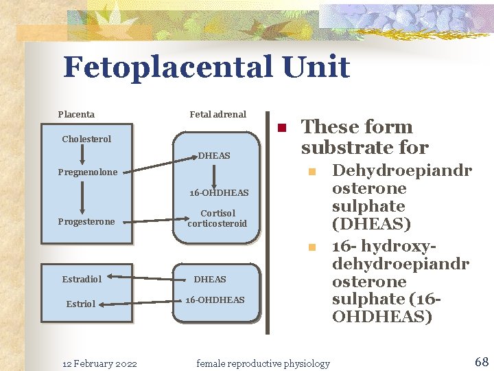 Fetoplacental Unit Placenta Fetal adrenal n Cholesterol DHEAS These form substrate for n Pregnenolone