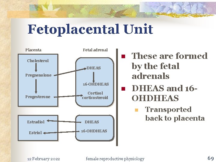 Fetoplacental Unit Placenta Fetal adrenal n Cholesterol DHEAS Pregnenolone 16 -OHDHEAS Progesterone Cortisol corticosteroid