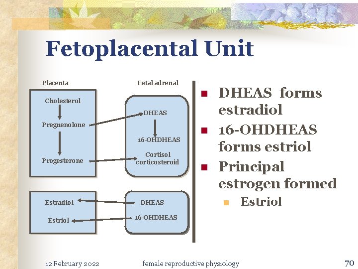Fetoplacental Unit Placenta Fetal adrenal n Cholesterol DHEAS Pregnenolone 16 -OHDHEAS Progesterone Estradiol Estriol