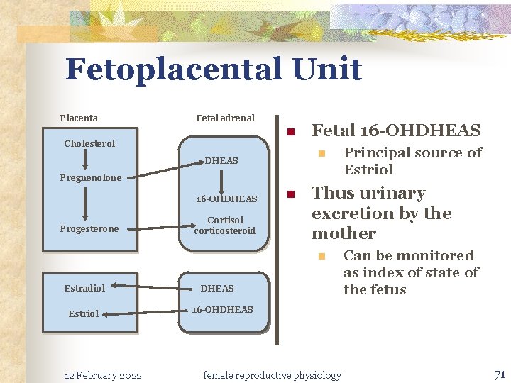 Fetoplacental Unit Placenta Fetal adrenal n Cholesterol n DHEAS Pregnenolone 16 -OHDHEAS Progesterone Cortisol