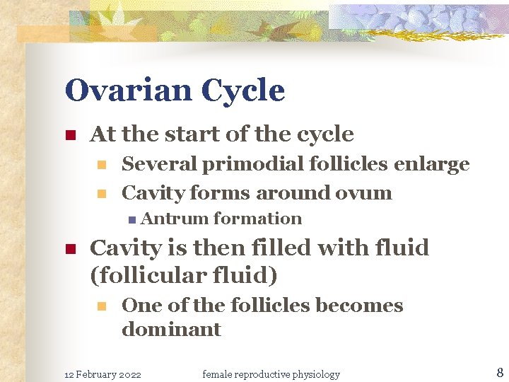 Ovarian Cycle n At the start of the cycle n n Several primodial follicles