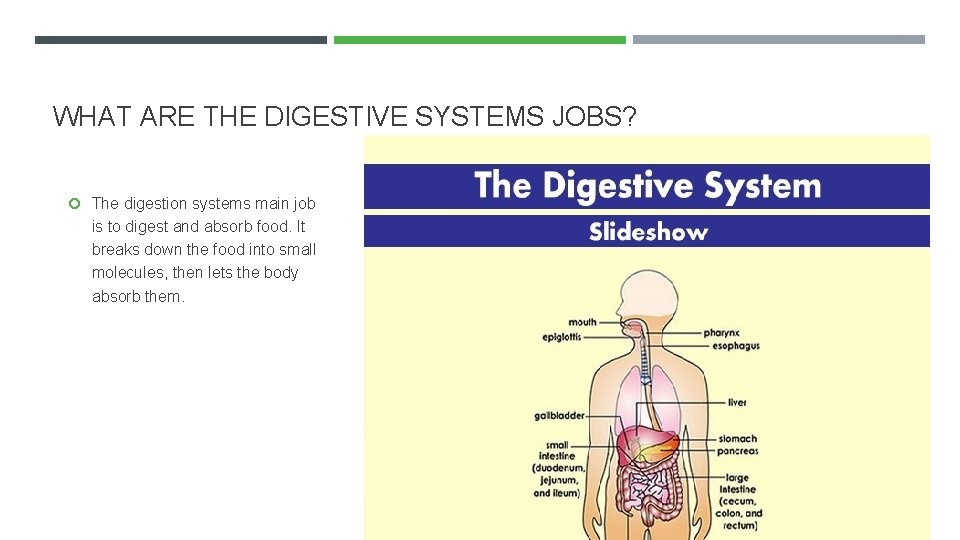 WHAT ARE THE DIGESTIVE SYSTEMS JOBS? The digestion systems main job is to digest