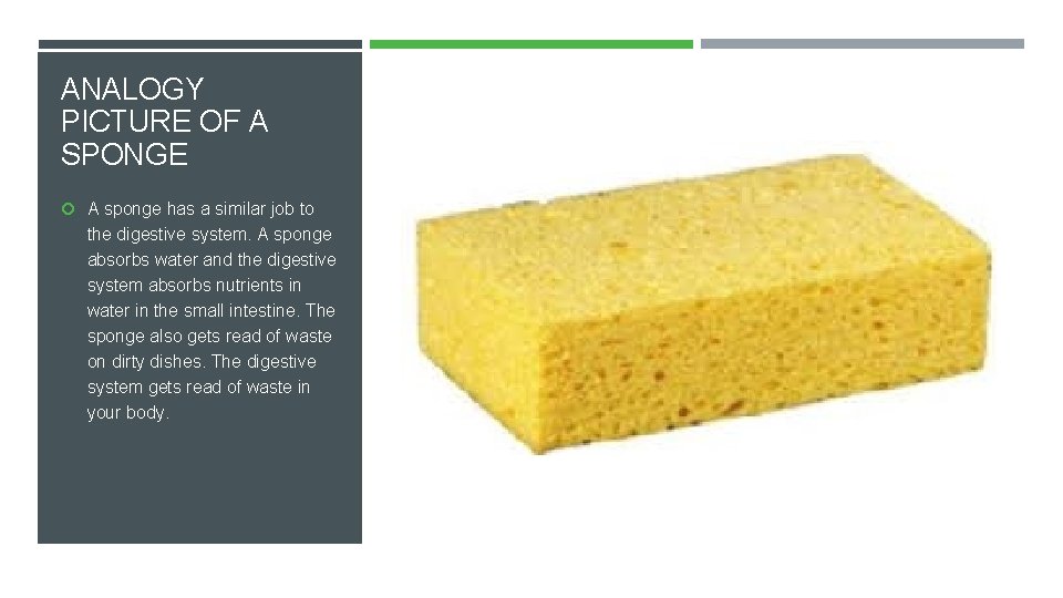 ANALOGY PICTURE OF A SPONGE A sponge has a similar job to the digestive