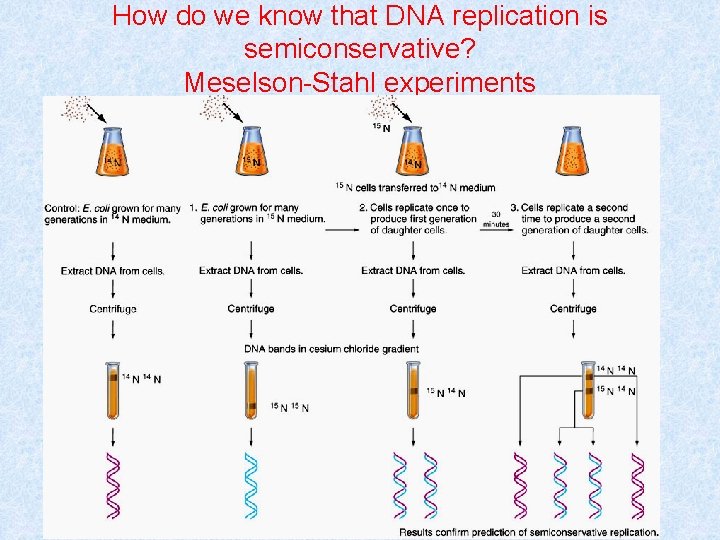 How do we know that DNA replication is semiconservative? Meselson-Stahl experiments 