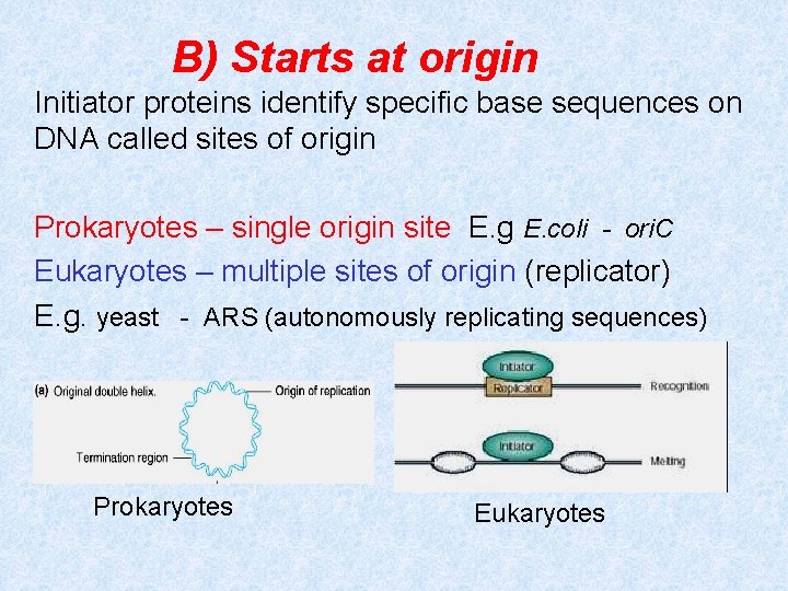 B) Starts at origin Initiator proteins identify specific base sequences on DNA called sites