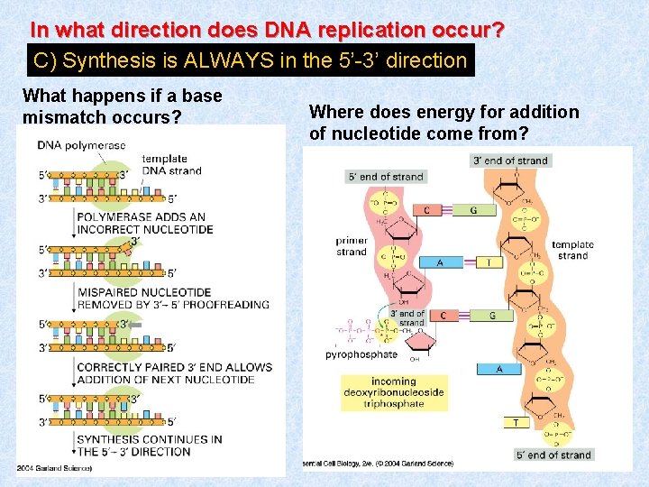 In what direction does DNA replication occur? C) Synthesis is ALWAYS in the 5’-3’