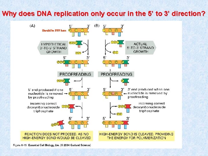 Why does DNA replication only occur in the 5’ to 3’ direction? Should be