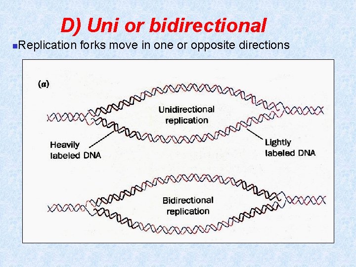 D) Uni or bidirectional n Replication forks move in one or opposite directions 