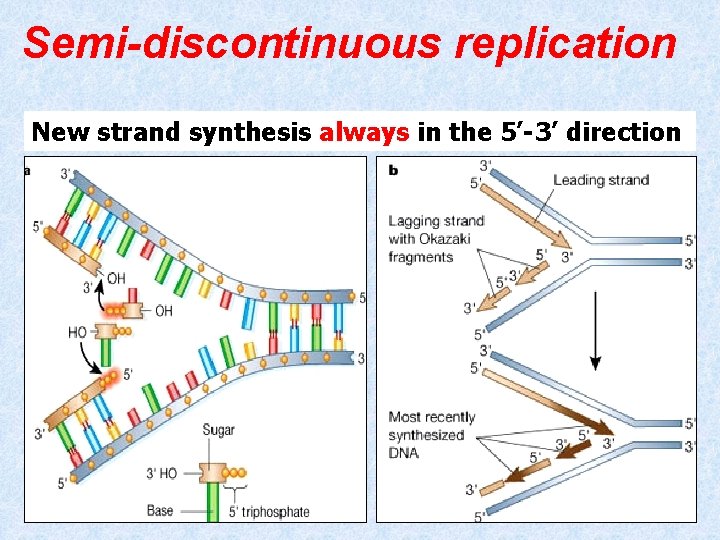 Semi-discontinuous replication New strand synthesis always in the 5’-3’ direction 