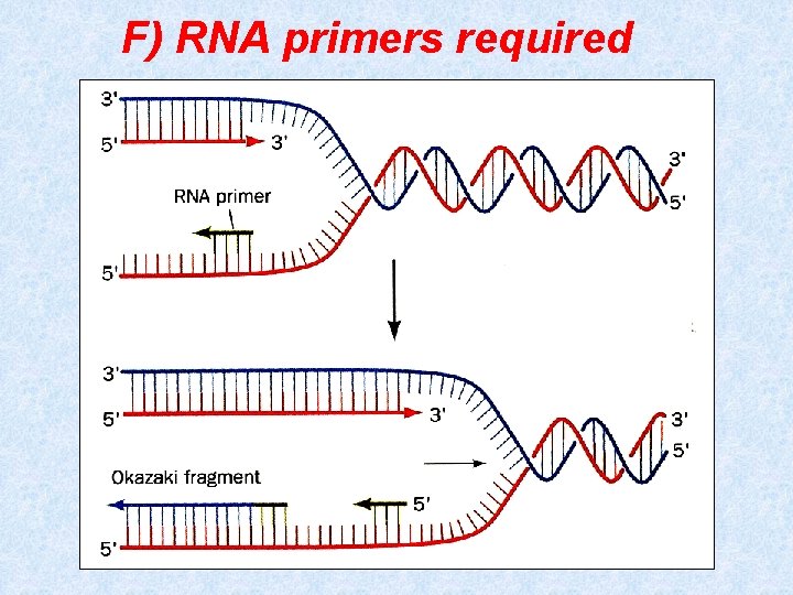 F) RNA primers required 