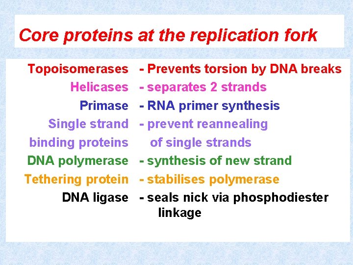 Core proteins at the replication fork Topoisomerases Helicases Primase Single strand binding proteins DNA