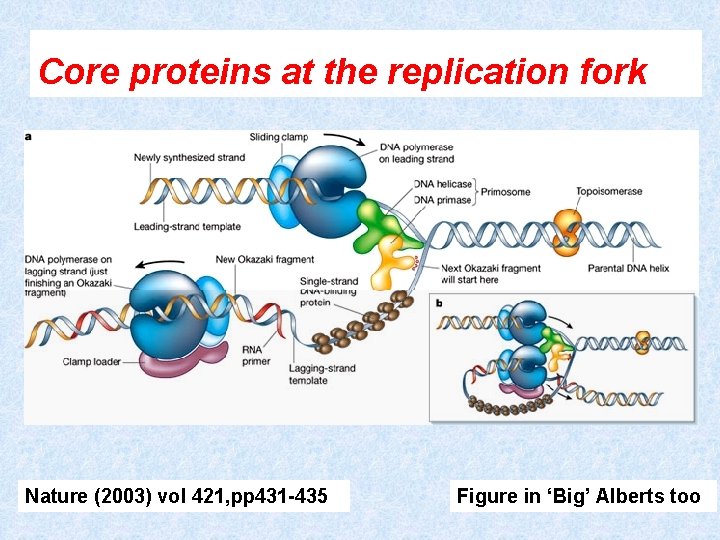 Core proteins at the replication fork Nature (2003) vol 421, pp 431 -435 Figure